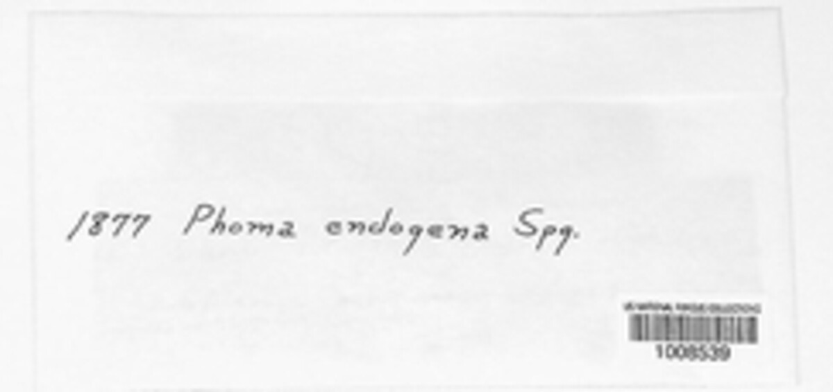 Phomopsis endogena image